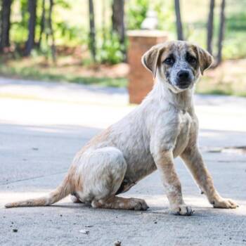 Amari -  Mixed Breed Dog for Adoption in Groveland, Massachusetts - Amari | PetCurious
