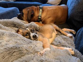 Whiskey -  Shepherd and Spaniel Dog for Adoption in Willingboro, New Jersey - Whiskey | PetCurious