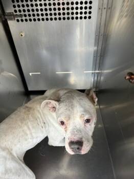 Rescue Pit Bull Terrier and Mixed Breed Dogs for Adoption in Fort Worth, Texas - 59838603 | PetCurious