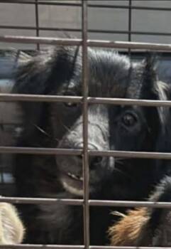 Pomeranian Dogs Available for Adoption - Millie  | PetCurious