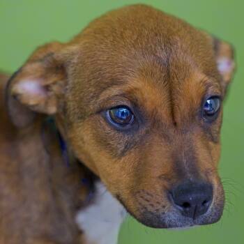 Rescue Shepherd Dogs for Adoption in South Elgin, Illinois - Woodie | PetCurious