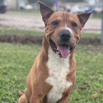 Scooby -  Mixed Breed Dog for Adoption in Springboro, Ohio - Scooby | PetCurious