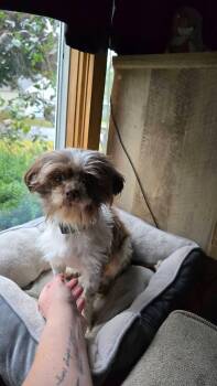 Kobe -  Shih Tzu Dog for Adoption in Portland, Maine - Kobe | PetCurious