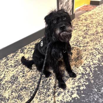 Terrier and Schnauzer Dogs Available for Adoption in Clifton, New Jersey - CHERRY - Coming Soon! Friendly, Spayed, Medium Size - A Catch! | PetCurious
