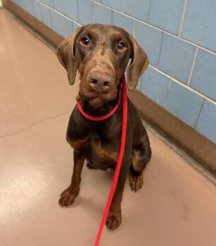 Doberman Pinscher Dogs Available for Adoption - Ruby | PetCurious