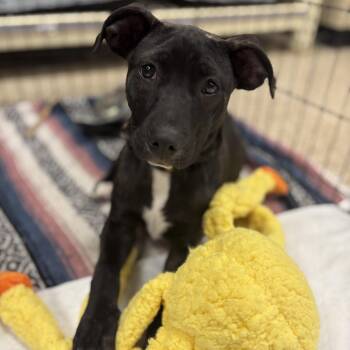 Poppy -  Terrier and Mixed Breed Dog for Adoption in Rochester, Minnesota - Poppy | PetCurious