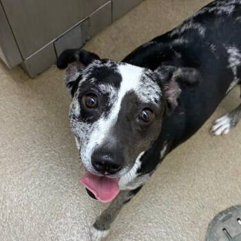 Cattle Dog Dogs Available for Adoption in Corpus Christi, Texas - Cookie | PetCurious