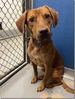 Rescue Vizsla Dogs for Adoption in Charlottesville, Virginia - Django 2 Years Old 30 Tiny Pounds! He