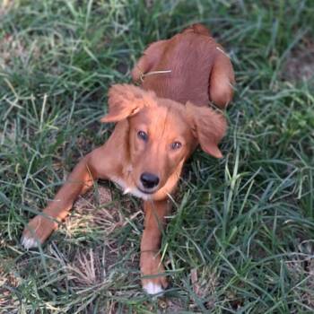 Sugar -  Golden Retriever Dog for Adoption in Woolwich, Maine - Sugar | PetCurious