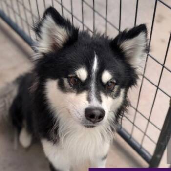 Siberian Husky Dogs Available for Adoption in Tacoma, Washington - Avocado | PetCurious
