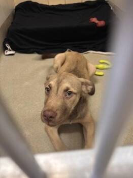 German Shepherd Dog and Mixed Breed Dogs Available for Adoption in San Antonio, Texas - Kyle | PetCurious