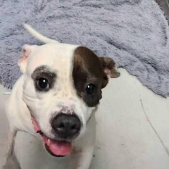 Mixed Breed Dogs Available for Adoption in Davenport, Iowa - Bella | PetCurious