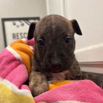 Bull Terrier and Mixed Breed Dogs Available for Adoption - Blackjack | PetCurious