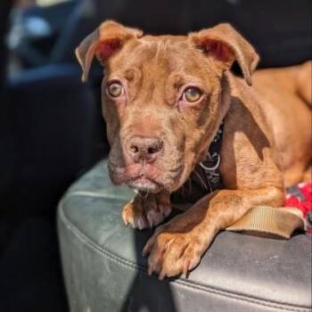 Mixed Breed Dogs Available for Adoption in Richmond, Virginia - Peabody | PetCurious