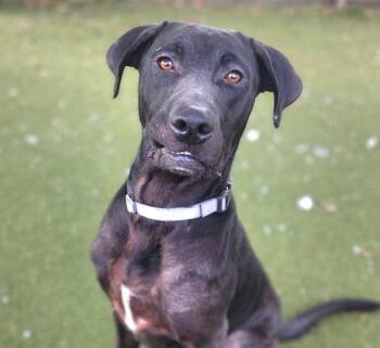 Ollie -  Mixed Breed and Labrador Retriever Dog for Adoption in Austin, Texas - Ollie | PetCurious