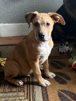 Opie -  Catahoula Leopard Dog Dog for Adoption in West Peoria, Illinois - Opie | PetCurious