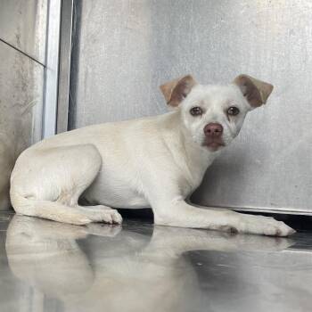 Chihuahua and Terrier Dogs Available for Adoption in Edinburg, Texas - Capellini | PetCurious