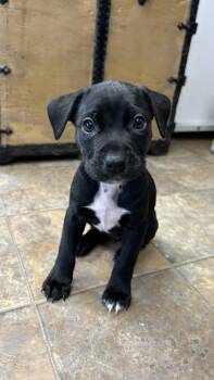 Pit Bull Terrier Dogs Available for Adoption in White Oak, Pennsylvania - Blossom | PetCurious