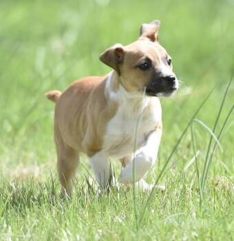 Chihuahua and Australian Shepherd Dogs Available for Adoption in Mechanicsburg, Pennsylvania - Cruz | PetCurious