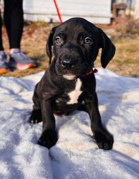 Mixed Breed Dogs Available for Adoption - Macallan | PetCurious