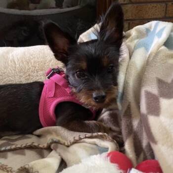 Jenny -  Yorkshire Terrier and Chihuahua Dog for Adoption in Cincinnati, Ohio - Jenny | PetCurious
