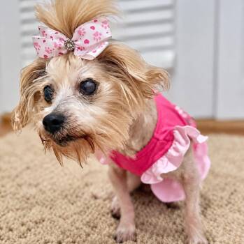 Ella -  Maltese Dog for Adoption in Grand Bay, Alabama - Ella | PetCurious