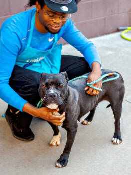 Rescue Mixed Breed Dogs for Adoption in Chamblee, Georgia - Free Soul - IN FOSTER | PetCurious