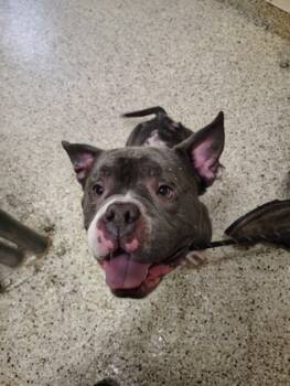 Rescue Staffordshire Bull Terrier and Mixed Breed Dogs for Adoption - Tiny | PetCurious