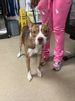 Rescue Pit Bull Terrier and Mixed Breed Dogs for Adoption in Fort Worth, Texas - 59674890 | PetCurious