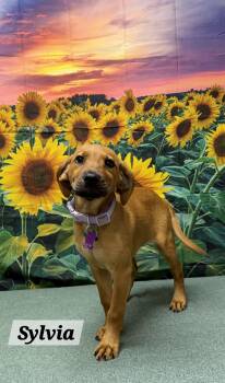 Sylvia -  Australian Cattle Dog Blue Heeler and Cocker Spaniel Dog for Adoption in Urbana, Ohio - Sylvia | PetCurious