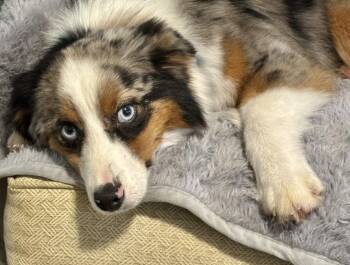 Ace -  Australian Shepherd Dog for Adoption in Wolcott, Connecticut - Ace | PetCurious