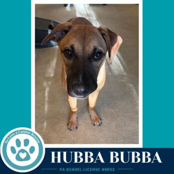 Hubba Bubba (Bubble Gum Gang) 102426 -  Shepherd Dog for Adoption in Kimberton, Pennsylvania - Hubba Bubba (Bubble Gum Gang) 102426 | PetCurious