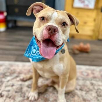 Charlie the Sunshine Sidekick -  American Bulldog and Pit Bull Terrier Dog for Adoption in Friendswood, Texas - Charlie The Sunshine Sidekick | PetCurious
