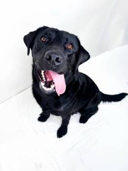 Madea -  Black Labrador Retriever Dog for Adoption in Bixby, Oklahoma - Madea | PetCurious
