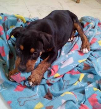 Pit Bull Terrier and Hound Dogs Available for Adoption - Gonzo | PetCurious