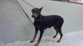 GEORGIA -  Doberman Pinscher and Mixed Breed Dog for Adoption in Houston, Texas - GEORGIA | PetCurious