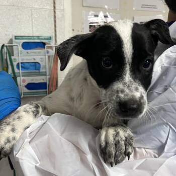 Panda -  Australian Cattle Dog Blue Heeler and Shar Pei Dog for Adoption in Edinburg, Texas - Panda | PetCurious