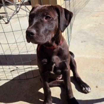 Rescue Chocolate Labrador Retriever and American Staffordshire Terrier Dogs for Adoption in Murrieta, California - BROWNIE | PetCurious