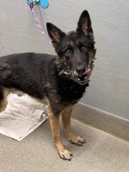 MAX -  German Shepherd Dog Dog for Adoption in Las Vegas, Nevada - MAX | PetCurious