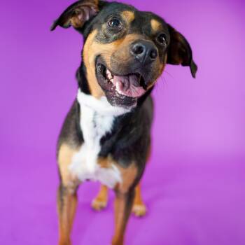 Rescue Shepherd Dogs for Adoption in Allen, Texas - Tempo B623 | PetCurious