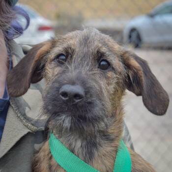 Rescue Wirehaired Terrier and Coonhound Dogs for Adoption in Huntley, Illinois - Chip | PetCurious