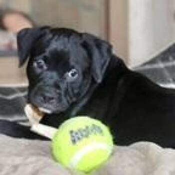 Labrador Retriever Dogs Available for Adoption - AMOS- Needs A Forever Home! | PetCurious