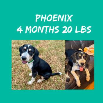 Phoenix -  Hound and Mixed Breed Dog for Adoption in Partlow, Virginia - Phoenix | PetCurious