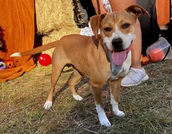 Rescue Boxer Dogs for Adoption in Troy, Alabama - Hazel | PetCurious