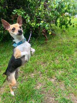 Nelson -  Chihuahua Dog for Adoption in Candler, North Carolina - Nelson | PetCurious