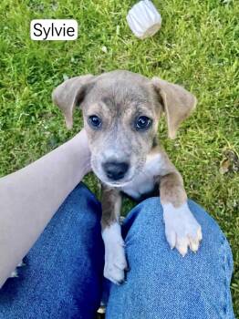 Hound Dogs Available for Adoption in Manchester, Connecticut - Sylvie | PetCurious