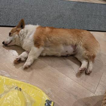 Corgi Dogs Available for Adoption in Sinking Spring, Pennsylvania - Cora | PetCurious