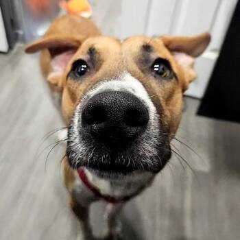 Squirrel -  Boxer and Mixed Breed Dog for Adoption in Corpus Christi, Texas - Squirrel | PetCurious