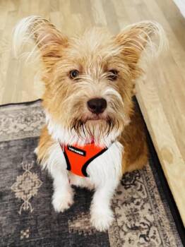 Goldie -  Norwich Terrier and Corgi Dog for Adoption in Sudbury, Massachusetts - Goldie | PetCurious