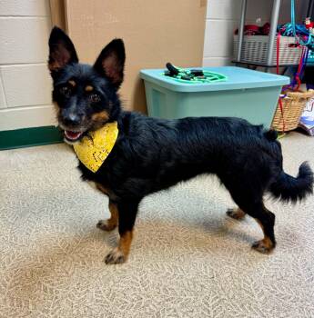 Yzma -  Cardigan Welsh Corgi and Fox Terrier Dog for Adoption in Anderson, Indiana - Yzma | PetCurious